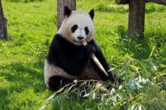 panda-bear-photo-gameznet-00023