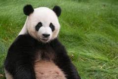 panda-bear-photo-gameznet-00024