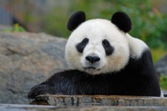 panda-bear-photo-gameznet-00037