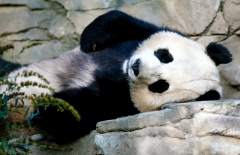 panda-bear-photo-gameznet-00041