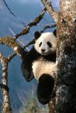 panda tree