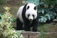 panda-bear-photo-gameznet-00054