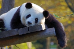 panda-bear-photo-gameznet-00056