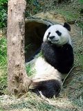 panda-bear-photo-gameznet-00057