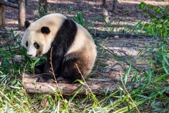panda-bear-photo-gameznet-00059
