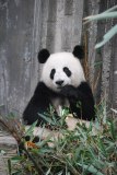 panda-bear-photo-gameznet-00066