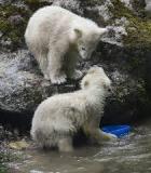 polar-bear-cubs-photo-gameznet-00002