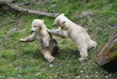 polar-bear-cubs-photo-gameznet-00006