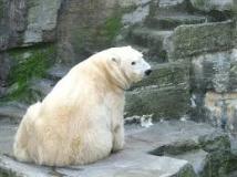 polar-bear-photo-gameznet-00009