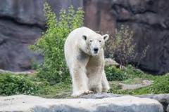 polar-bear-photo-gameznet-00013