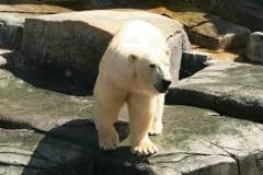 polar-bear-photo-gameznet-00015