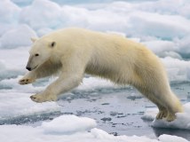 polar-bear-photo-gameznet-00033