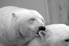 polar-bear-photo-gameznet-00051
