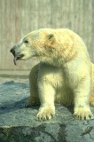 polar bear 2