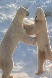 polar bear fight