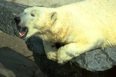 Polar Bear growl