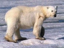 polar-bear-photo-gameznet-00064