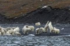 polar-bears-photo-gameznet-00007