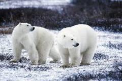 polar-bears-photo-gameznet-00010