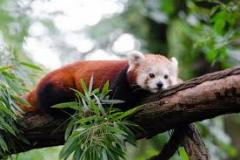 red-panda-bear-photo-gameznet-00020