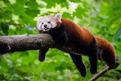 red-panda-bear-photo-gameznet-00032