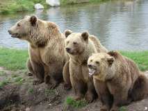 three-3-brown-bears-denmark-nature-park-photo-gameznet-00065