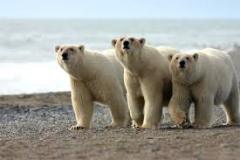 three-polar-bears-photo-gameznet-00012