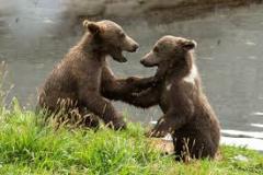 two-bears-playing-photo-gameznet-00026