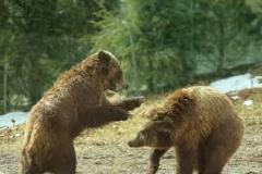 two-bears-playing-photo-gameznet-00027
