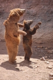 two-bears-standing-photo-gameznet-00049