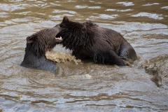 two-brown-bears-in-water-photo-gameznet-00043