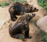 two-brown-bears-photo-gameznet-00042