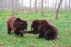 two-brown-bears-photo-gameznet-00045
