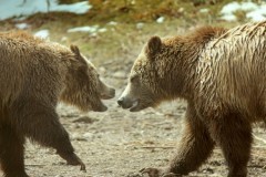 two-brown-bears-photo-gameznet-00048
