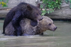two-brown-grizzly-bears-photo-gameznet-00066