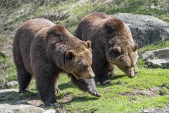 two-grizzly-bears-photo-gameznet-00031