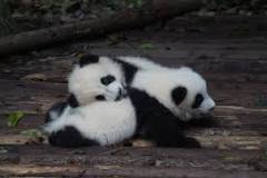 two-panda-bear-cubs-photo-gameznet-00019