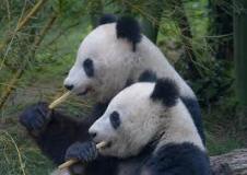 two-panda-bears-photo-gameznet-00017