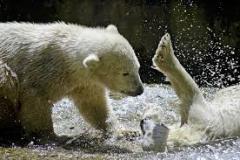 two-polar-bear-cubs-playing-photo-gameznet-00014