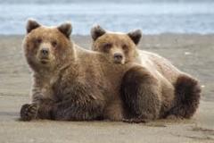 two-resting-bears-photo-gameznet-00028