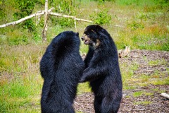 two-sun-bears-photo-gameznet-00044