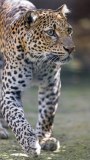 cheetah-big-cat-photos-gameznet-00023