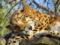 cheetah-big-cat-photos-gameznet-00029