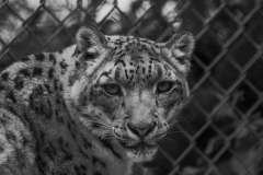cheetah-big-cat-photos-gameznet-00030