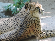 cheetah-big-cat-photos-gameznet-00037