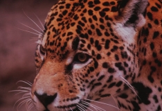 a closeup photo of leopard