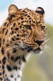 cheetah-big-cat-photos-gameznet-00103