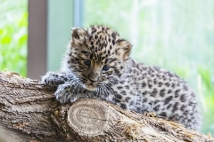 cheetah-cub-big-cat-photos-gameznet-00028