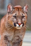 cougar-big-cat-photos-gameznet-00018