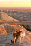 desert cougar